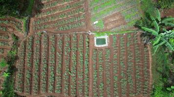 Aerial view farmland landscape displays harmony between green fields with organized stripe patterns, shady trees, and fertile soil. video