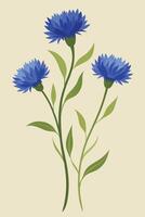 Elegant Blue Cornflowers Botanical Illustration, Floral Art vector