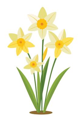 Elegant Yellow Daffodils Spring Flowers Blooming Garden Illustration