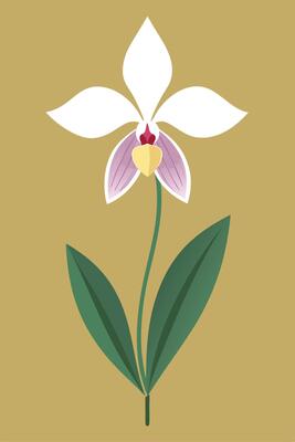 Elegant White Orchid Flower with Green Leaves on Gold