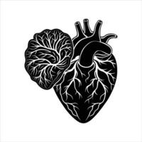 Brain And Heart vector