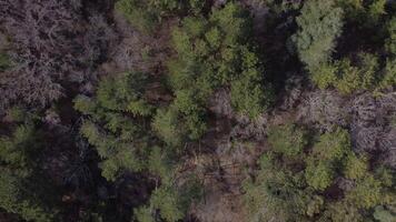 Top down view of autumn forest. Stock Footage. Drone fly over pine trees and yellow treetops. Colorful texture in nature. Flight over woods, natural background video