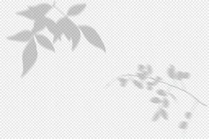 Transparent Shadows of Leaves. Decorative Design Elements for Collages, Beautiful Mockup Overlay Effect vector