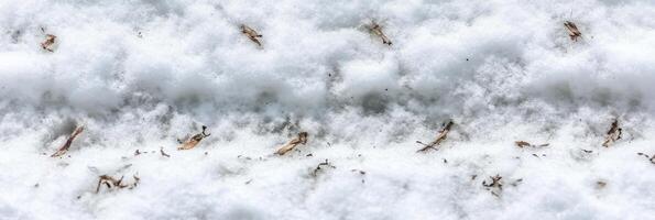 Fresh snow covering grass and twigs in natural winter landscape photo