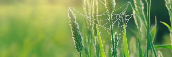 Morning dew on spider web in sunlit grass field capturing natural beauty photo