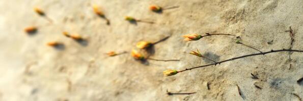 Close-up of budding twigs on sandy ground highlighting nature's growth concept photo