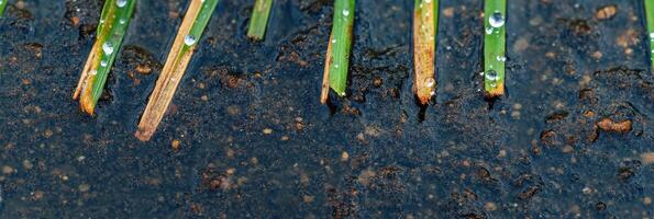 Close-up of wet pine needles with raindrops on asphalt surface as background photo