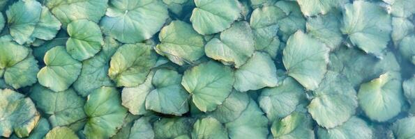 Green water lily leaves floating on calm surface of pond in natural setting photo