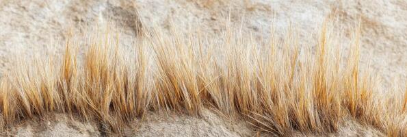 Close-up of golden wheat stalks in natural agricultural environment for farming concept photo