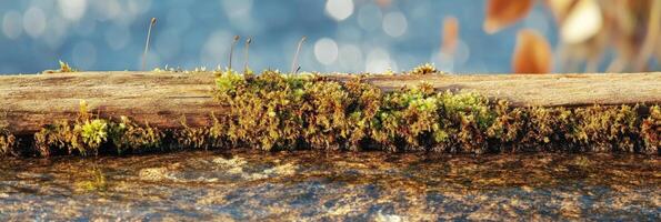 Close-up of moss on tree branch with blurred nature background in sunlight photo