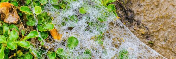 Intricate spider web with dew drops on green foliage in natural environment photo