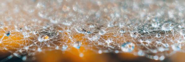 Dew drops on intricate spider web with soft bokeh background in nature photo