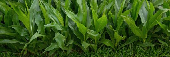 Lush green cornfield with tall leaves in agricultural farm setting photo