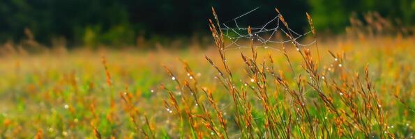 Dew-covered spider web on tall grass in a vibrant meadow landscape photo