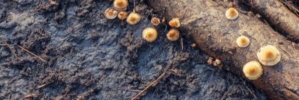 Cluster of mushrooms growing on a fallen log in a forest setting photo