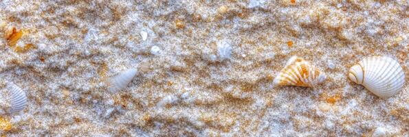 Textured sandy surface with small sea shells scattered on beach sand photo