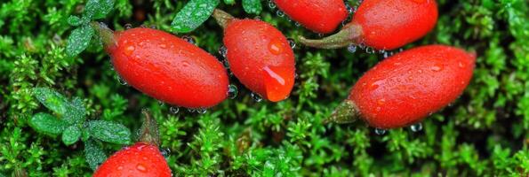 Fresh goji berries with water droplets on vibrant green moss background photo