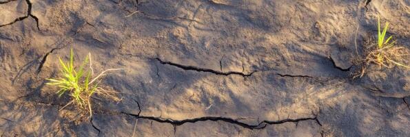 Cracked dry soil with small green grass patches symbolizing climate change photo