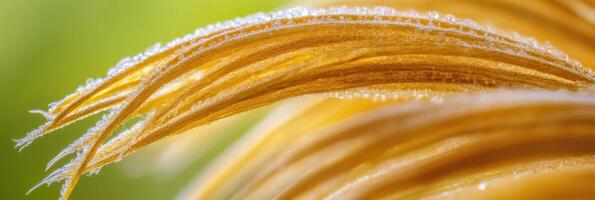 Close-up of dew-kissed corn silk with fresh green background photo