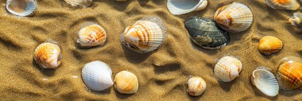 Collection of seashells on the sandy beach at low tide displaying patterns and textures photo