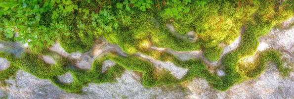 Vibrant mossy patterns on a stone surface in a forest environment photo