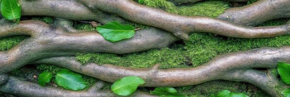 Close-up of tree roots on mossy forest floor with green leaves and natural texture photo