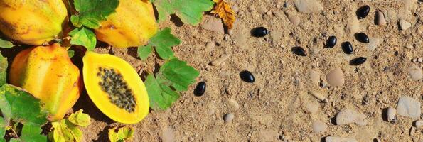 Cut open papaya and seeds on sandy soil with green leaves for tropical garden theme photo