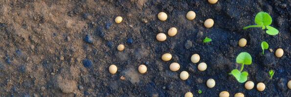Soybean seeds scattered on rich soil with emerging green sprouts photo