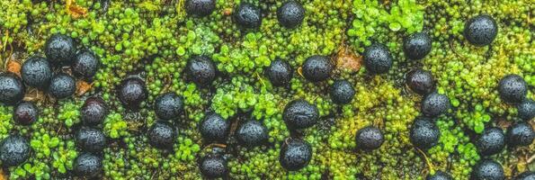 Black berries on a vibrant green moss background in nature's texture scene photo