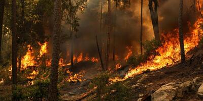 Intense forest fire with flames and smoke in dense woodland environment photo