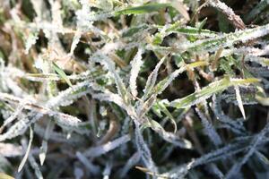 The FrostCovered Grass in the Tranquil Winter Landscape Captures a Unique Aesthetic photo