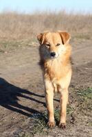 A Playful Dog Joyfully Running Around in a Beautiful Natural Landscape Environment photo