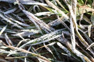 The scene of frosty grass illuminated by the gentle glow of morning light is truly stunning photo