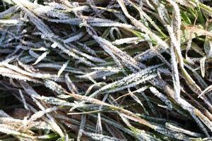 Frost Covered Grass in the Beautiful Light of a Winter Morning is truly breathtaking photo