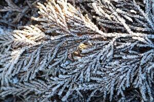 A gorgeous closeup view of a frosted evergreen branch showcasing its intricate details and beauty photo