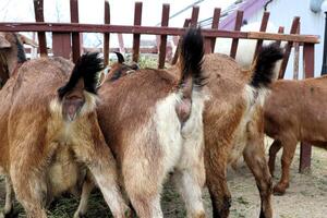 Goats are happily Grazing in a Stable Environment filled with lush green vegetation photo