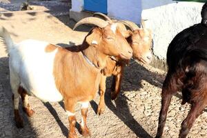 In a rural setting, two playful goats with unique horns are frolicking and enjoying photo
