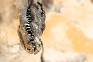 The Fossilized Remains of a Prehistoric Creature Have Recently Been Uncovered and Studied photo