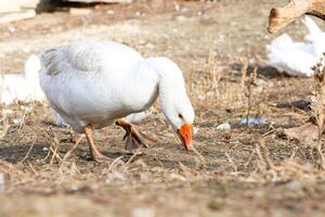 A magnificent White Goose is foraging in the lush green grass while basking under the warm sunlight photo