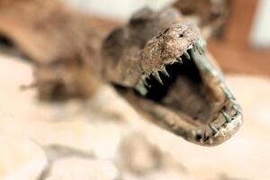 A Captivating, Fossilized Serpent Featuring Its Sharp Teeth and Unique Anatomy on Display photo