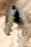 An ancient crocodile skull sculpture with sharp teeth, enhancing its uniqueness and allure photo