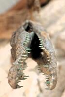 Fossilized Skull of a Prehistoric Creature with Intriguingly Sharp Teeth and Features photo
