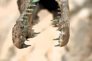 Ferocious Crocodile Teeth Natures Fearsome Predators and Their Unique Skills in Action photo