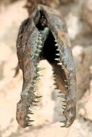 A closeup of a unique crocodilian skull, highlighting its distinctive features and characteristics photo