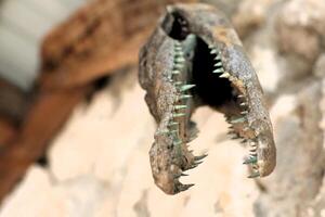 An Intriguing Crocodile Skull Display Featuring Its Sharp Teeth and Unique Characteristics photo