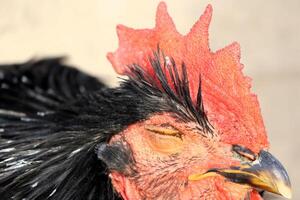 A closeup portrait showcasing a vibrant rooster displaying its colorful and intricate comb photo