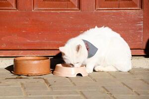 A Delightful White Cat Happily Enjoying a Tasty Meal While Soaking Up the Warmth of the Sunlight photo