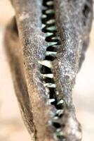 Exciting New Discovery of a Fossilized Skull Featuring Sharp Teeth from Ancient Times photo