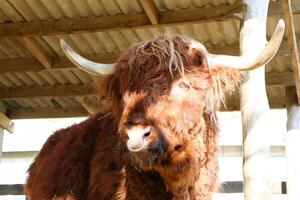 A Highland Cow is majestically situated in a rustic barn setting surrounded by nature photo