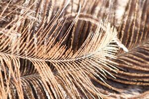 A closeup view of brown feathers, highlighting their intricate textures and elegant patterns photo